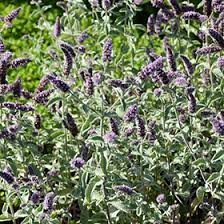 Attēlu rezultāti vaicājumam “Mentha longifolia”