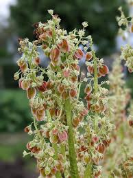 Attēlu rezultāti vaicājumam “Polygonaceae”