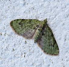 Attēlu rezultāti vaicājumam “Chloroclystis v-ata”