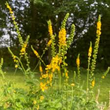 Image result for Agrimonia eupatoria