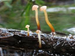 Attēlu rezultāti vaicājumam “Cudoniella clavus”