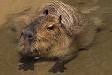 San Diego Zoo's Animal Bytes: CAPYBARA