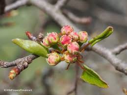 Attēlu rezultāti vaicājumam “Malus sylvestris”