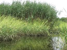 Attēlu rezultāti vaicājumam “Phragmites communis”