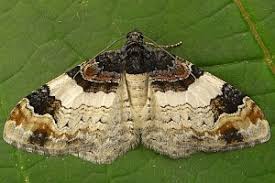 Attēlu rezultāti vaicājumam “Catarhoe cuculata”