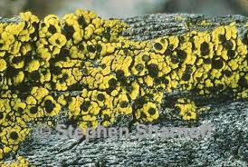 Attēlu rezultāti vaicājumam “Calicium adspersum”