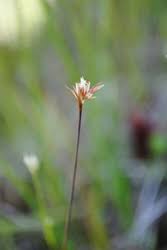 Attēlu rezultāti vaicājumam “Juncus stygius”