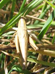 Attēlu rezultāti vaicājumam “Chrysochraon dispar”