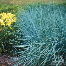 Attēlu rezultāti vaicājumam “Leymus arenarius”