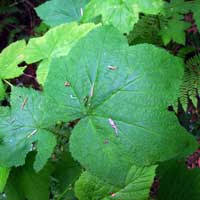 Attēlu rezultāti vaicājumam “Rubus parviflorus leaf”