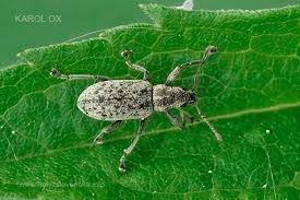 Attēlu rezultāti vaicājumam “Sitona sp.”