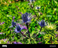 Image result for Blaudistel