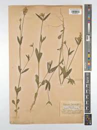 Attēlu rezultāti vaicājumam “Silene chlorantha”