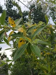 Attēlu rezultāti vaicājumam “Salix pentandra leaf”