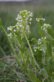 Attēlu rezultāti vaicājumam “Thlaspi arvense”