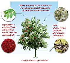 Attēlu rezultāti vaicājumam “Sorbus intermedia fruit”