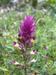 Attēlu rezultāti vaicājumam “Melampsoridium sp.”