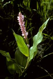 Attēlu rezultāti vaicājumam “Persicaria hydropiper”