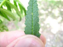 Attēlu rezultāti vaicājumam “Tagetes leaf”