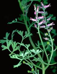 Attēlu rezultāti vaicājumam “Fumaria officinalis flower”