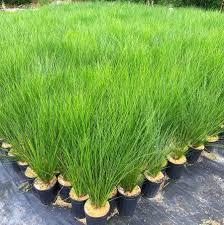 Attēlu rezultāti vaicājumam “Juncus effusus”