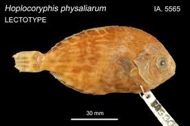 Image result for Schedophilus ovalis