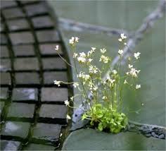 Attēlu rezultāti vaicājumam “Saxifraga granulata leaf”