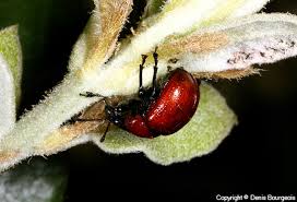 Attēlu rezultāti vaicājumam “Attelabus nitens”