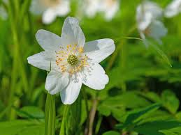 Image result for Buschwindröschen