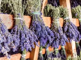 Attēlu rezultāti vaicājumam “Lavandula angustifolia bud”