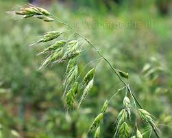 Attēlu rezultāti vaicājumam “Bromus secalinus”
