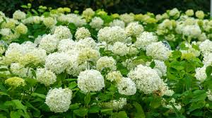 Attēlu rezultāti vaicājumam “Hydrangea arborescens subsp. discolor”