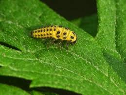 Attēlu rezultāti vaicājumam “Psyllobora vigintiduopunctata”