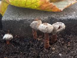 Attēlu rezultāti vaicājumam “Tulostoma fimbriatum”