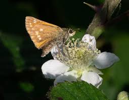 Attēlu rezultāti vaicājumam “Ochlodes sylvanus male”