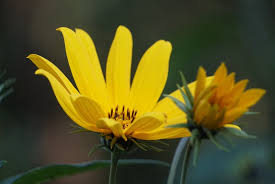 Attēlu rezultāti vaicājumam “Helianthus tuberosus”