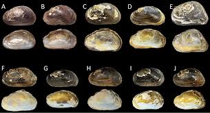 Attēlu rezultāti vaicājumam “Lignydium muscorum macro”