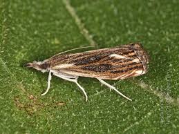 Attēlu rezultāti vaicājumam “Catoptria verellus”