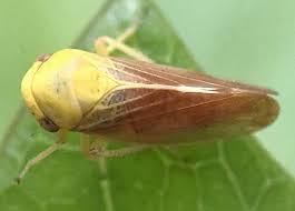 Attēlu rezultāti vaicājumam “Oncopsis sp.”