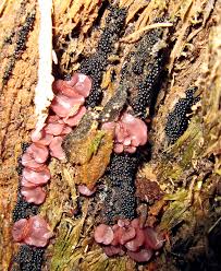 Attēlu rezultāti vaicājumam “Ruzenia spermoides”