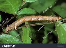 Attēlu rezultāti vaicājumam “Colotois pennaria”