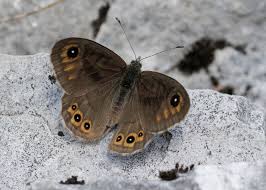 Attēlu rezultāti vaicājumam “Lasiommata petropolitana upperside”