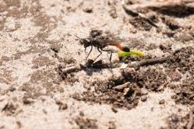 Attēlu rezultāti vaicājumam “Ammophila sp.”