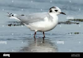 Attēlu rezultāti vaicājumam “Larus minutus adult”