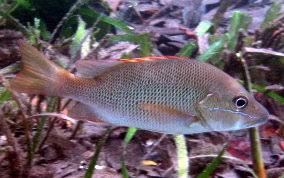 Image result for Lutjanus jocu