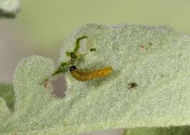 Attēlu rezultāti vaicājumam “Pontia edusa underside”