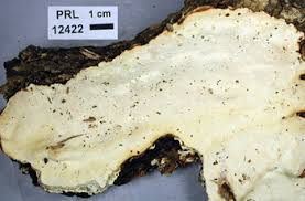 Attēlu rezultāti vaicājumam “Perenniporia medulla-panis”