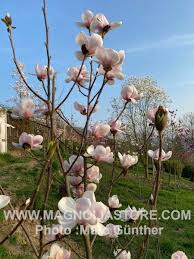Attēlu rezultāti vaicājumam “Magnolia cylindrica”