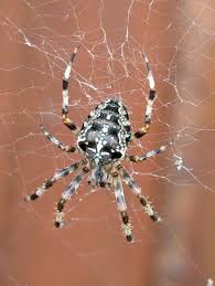 Attēlu rezultāti vaicājumam “Araneus diadematus”