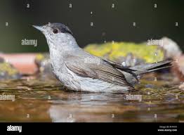 Attēlu rezultāti vaicājumam “Sylvia atricapilla male”